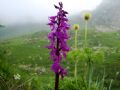 Orchis mascula subsp. speciosa